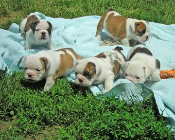 $200-each-Adorable CKC Reg English Bulldog Puppies for Adoption