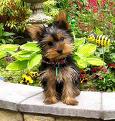 great  yorkie pupies for adoption.