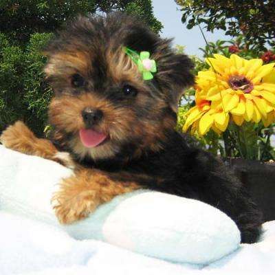 Yorkie puppies for new homes