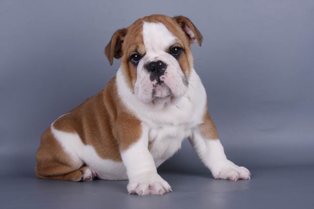 We have very nice quality bulldog puppies for adoption