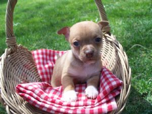 Available Chiahuahua Puppy