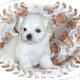 WHITE X-MAS TEACUP MALTESE PUPPIES FOR ADOPTION