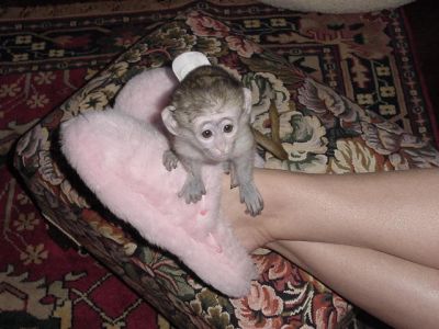 Home trained white baby face capuchin monkeys for adoption