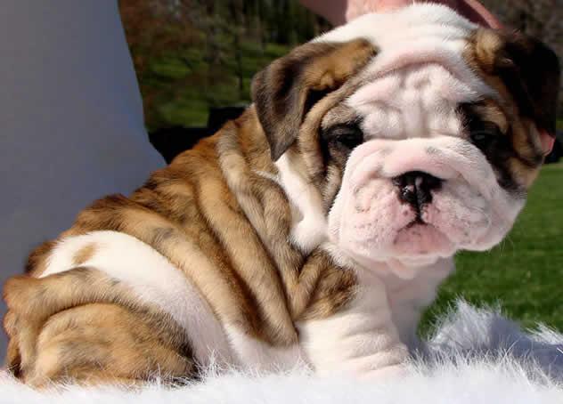 Cute And Healthy English Bulldog Puppies For This Christmas