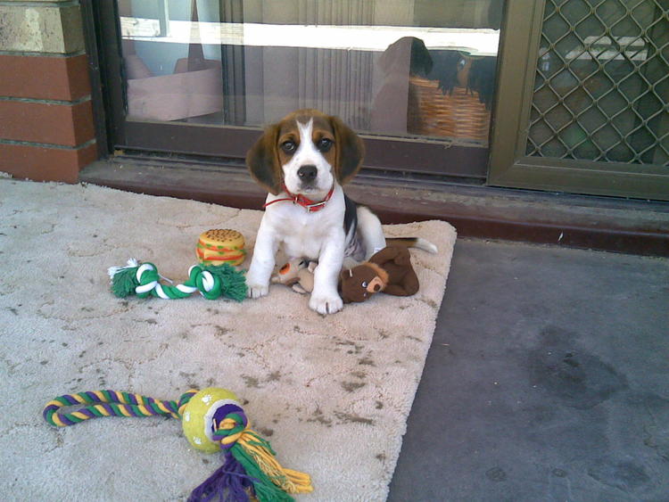 adorable female beagle puppy to re home