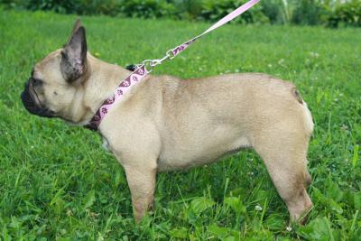 Enegertic Female French Bulldog Puppy For Adoption