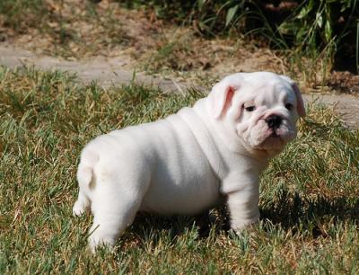 Adorable Female English Bulldog Puppies For Xmas