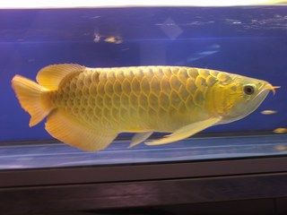 pure xmas breed arowana for free rehoming