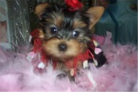 Yorkie Puppies  For Free