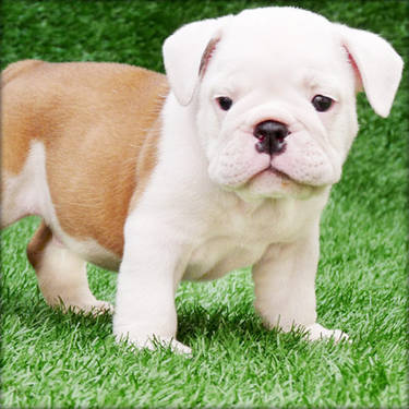 Tamed English Bulldog Puppies For  Adoption