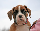 Lovely boxer puppy needs a home