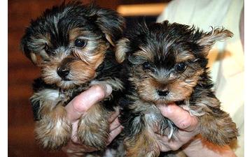 Yorkshire Terrier Pups needs an Xmass home.