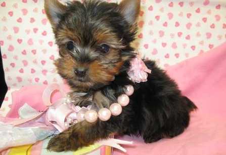 Affectionate Teacup Yorkie Puppies Available