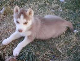 x. mass Siberian husky PUPPIES For Adoption