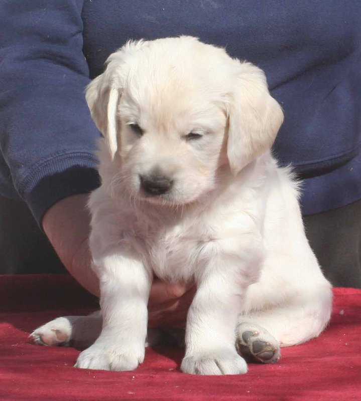 Golden Labrador Puppies For Free Adoption