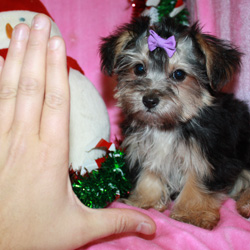 outstanding t-cup yorkie puppies for adoption