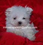 Well Coming  Teacup  Maltese Puppies For Free Adoption