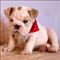 English bulldog available for rehoming