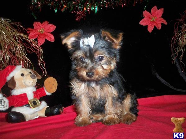 Adorable tea cup Yorkie Puppies For X. mass