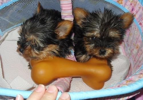 Adorable Teacup Yorkie Puppies For Adoption