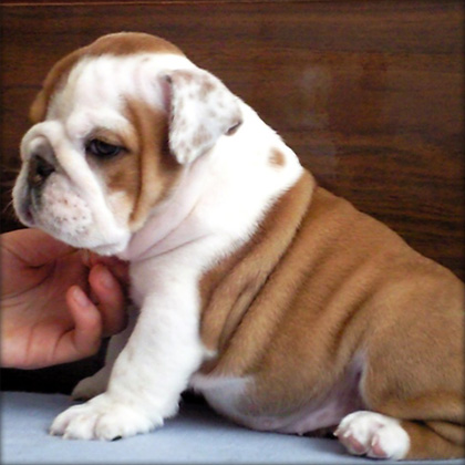 English bulldog puppy for Christmas