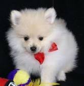 Cute Pomeranian puppy for Christmas