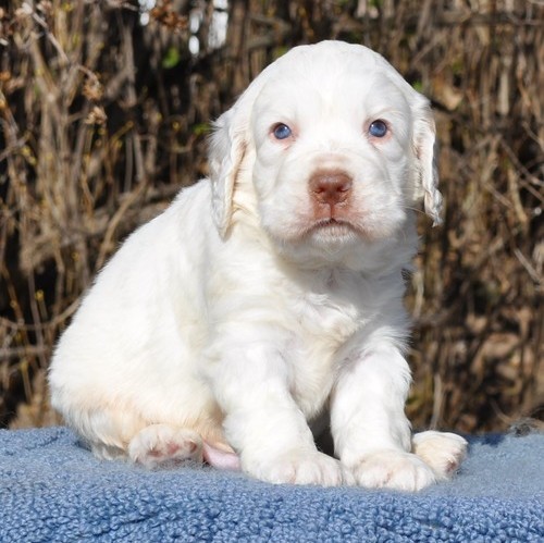 Adorable KC female Clumber Spaniels.