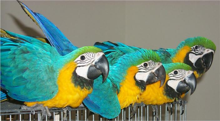 Home raised and very friendly blue and gold macaw parrots.