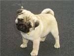 x-mass pug puppies available for free adoption