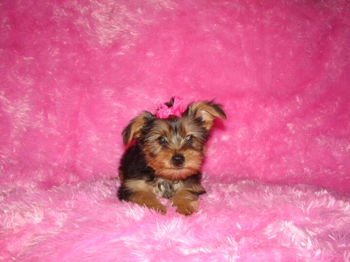 Tea-Cup Yorkie Puppies  from Champion Dad &amp; Mom.