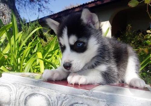 Beautiful Blue eyes Siberian Husky puppies for good homes.