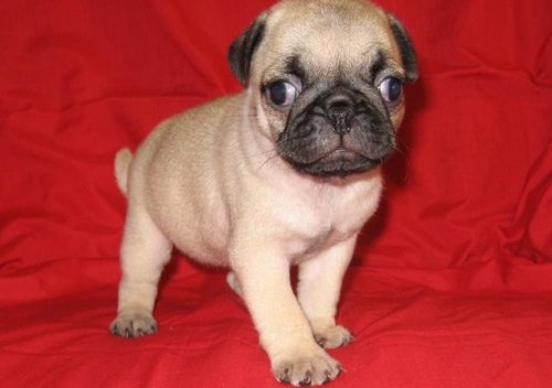 Pug puppies for free re-home at just