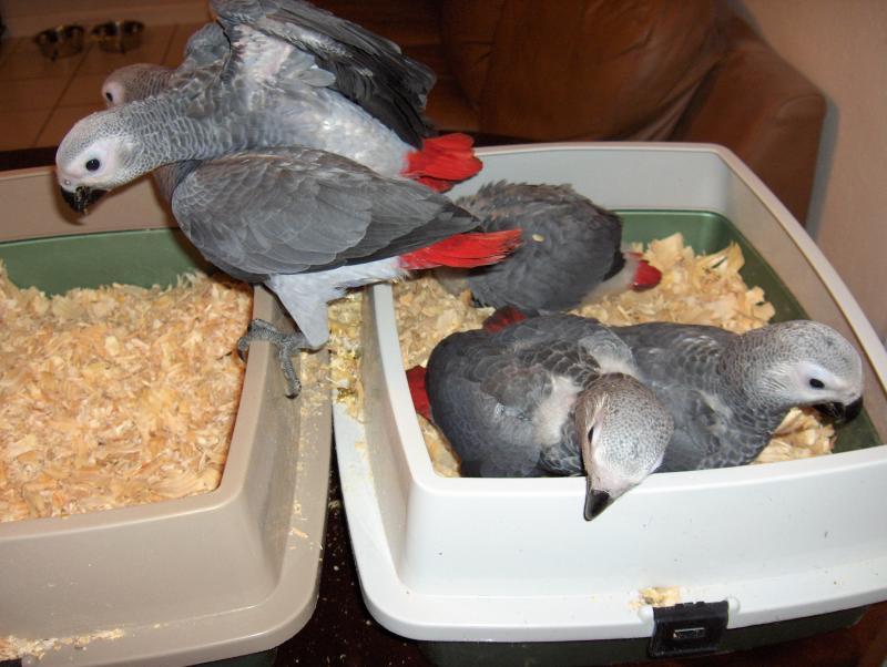 African Gray Parrots are ready and am looking for new homes