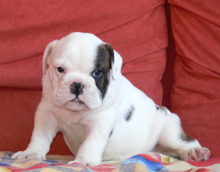 Both male and female English Bulldogs available.