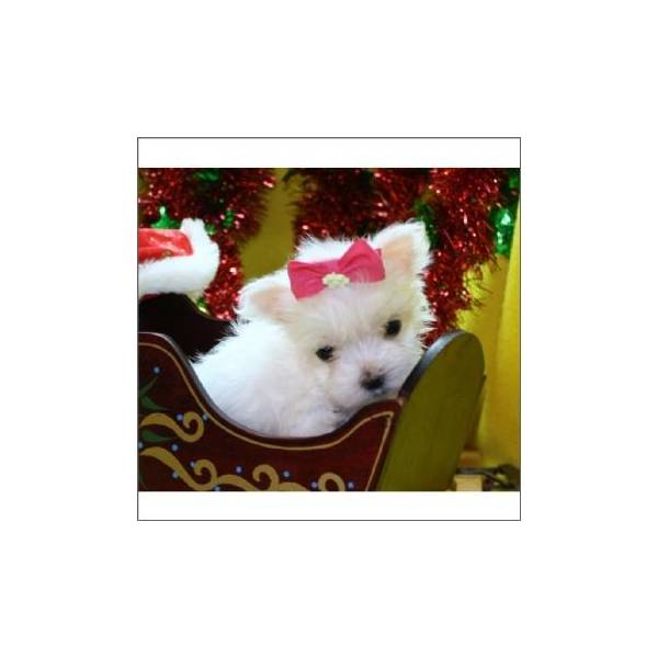 X - Mas Male And Female Maltese Puppies For X - Mas