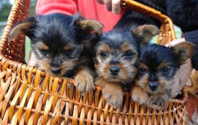 AKC Little YORKIE Puppies-Will be small to TEACUP size