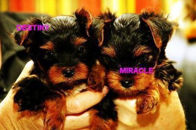 Home raised teacup yorkie puppies for adoption