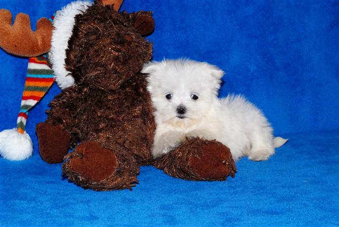 13weeks old Maltese Puppies For X-Mas