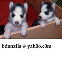 Amazing Siberian Husky Puppies Seeking A New Home