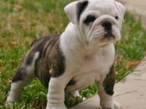 english bulldog puppies for Adoption