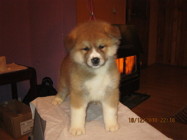 Japanese akita inu,dog samurai