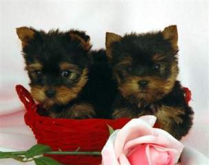 Healthy Teacup Yorke puppies for adoption