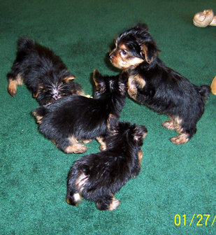 Tiny Teacup Yorkie Puppies For Re-Homing.....