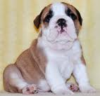 Wow wow Home Raise English Bulldog Puppies For Adoption