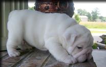 Cute and Adorable English Bulldog puppies for Adoption