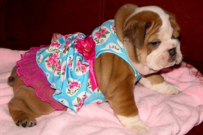 ENGLISH BULLDOG PUPPIES FOR ADOPTION