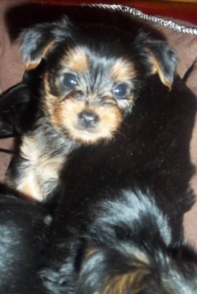 Cute yorkie puppies for X-max