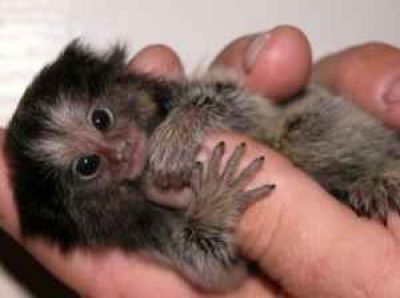 ADORABLE MARMOSET MONKEY FOR A GOOD HOME