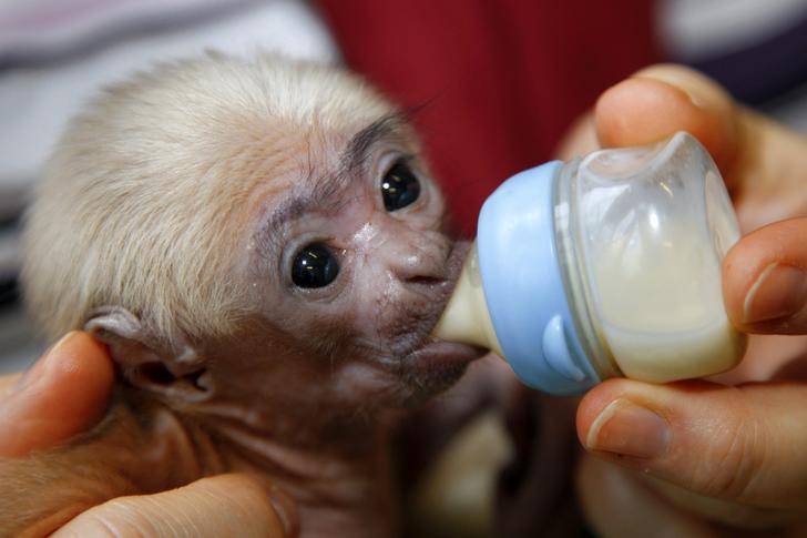 USDA reg baby capuchin monkey