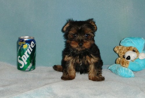 Champion Teacup yorkie puppies ready to go now !!!!!